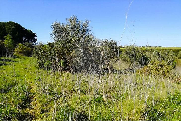 Terreno à venda em Almoster Santarém RE MAX