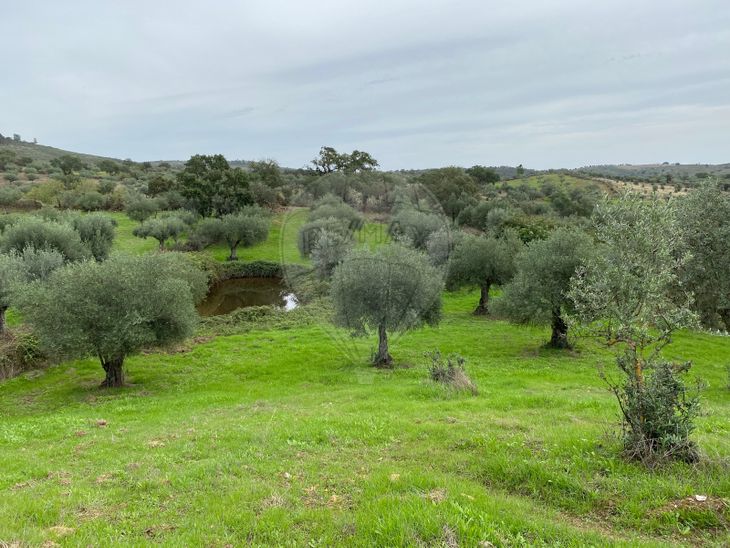 Terreno à venda em Malpica do Tejo Castelo Branco RE MAX