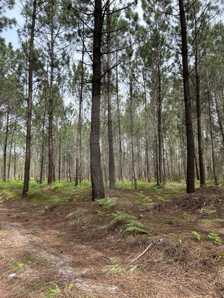 Terreno Venda Em Maceira Leiria Re Max