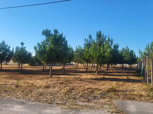 Terreno