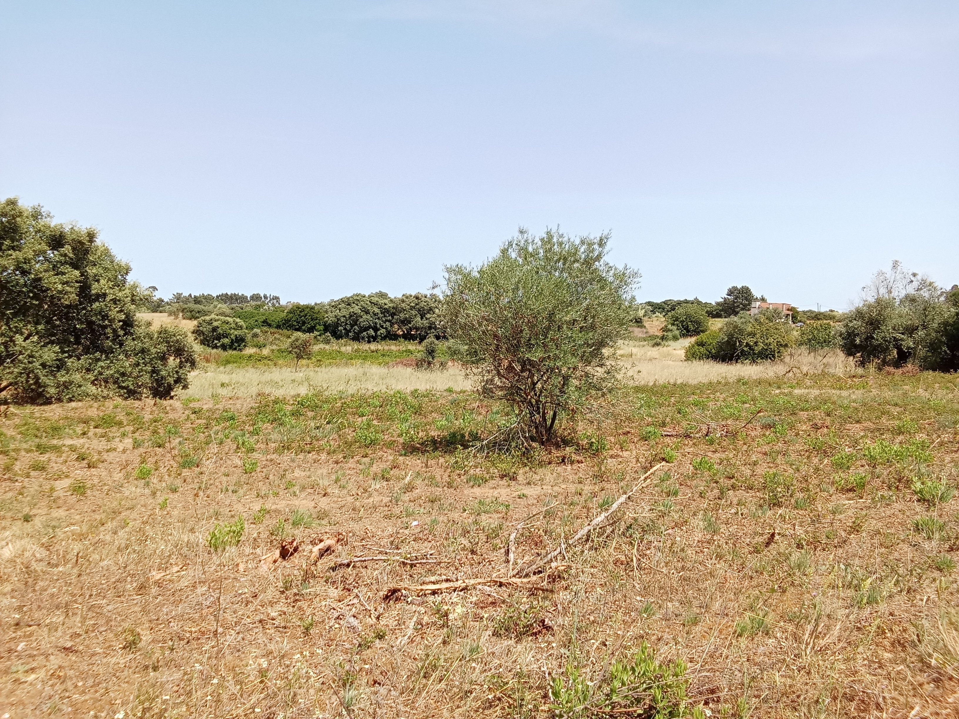 Terreno