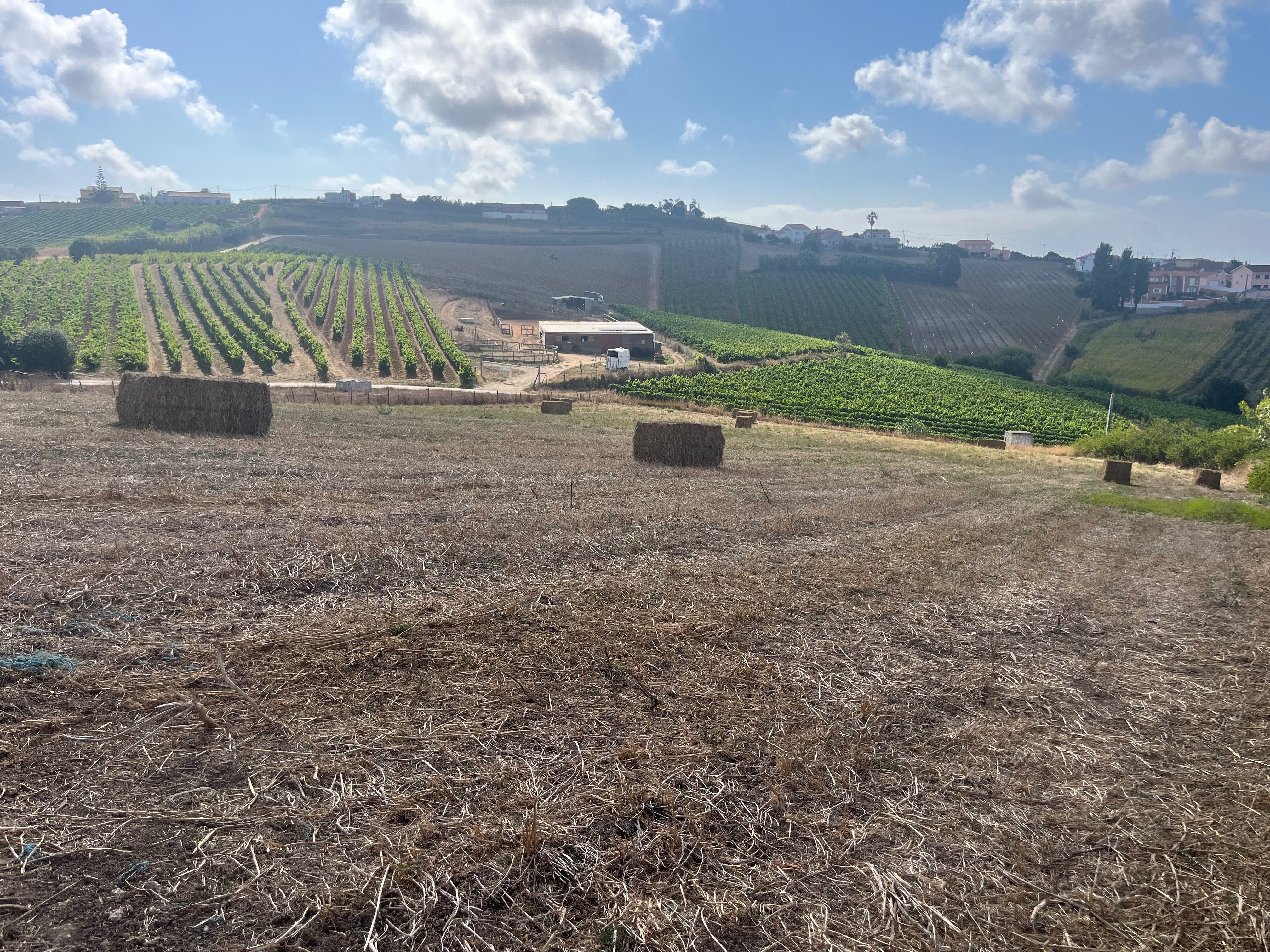 Terreno