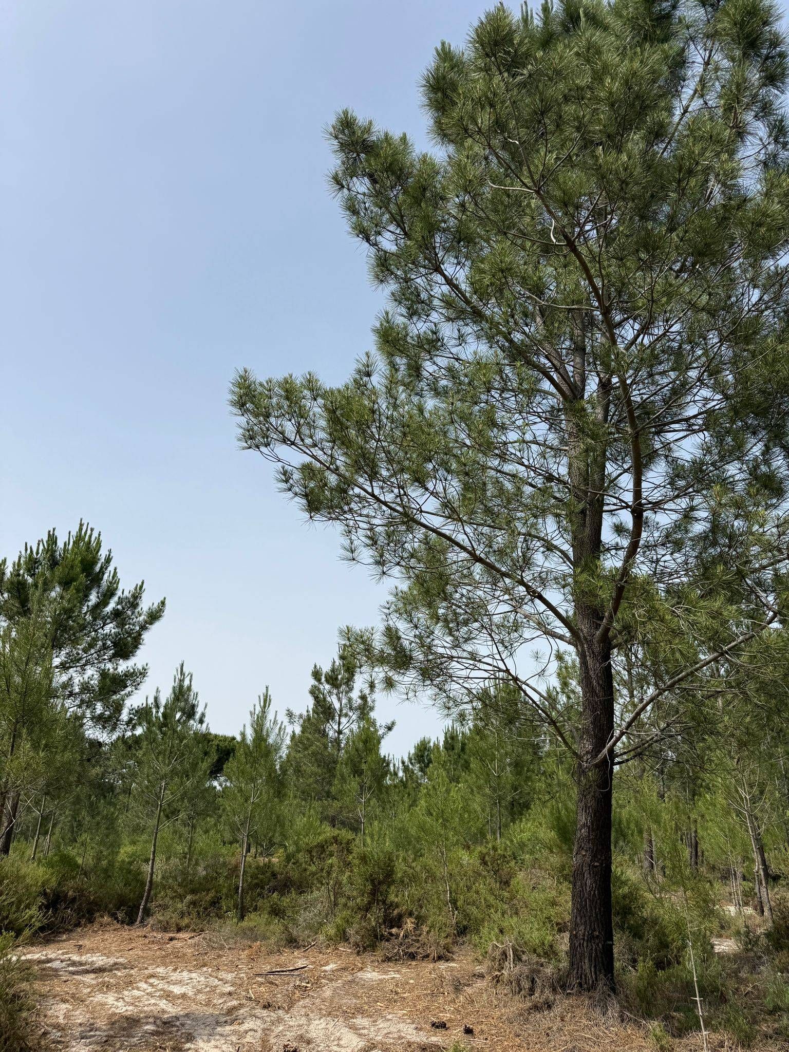 Terreno