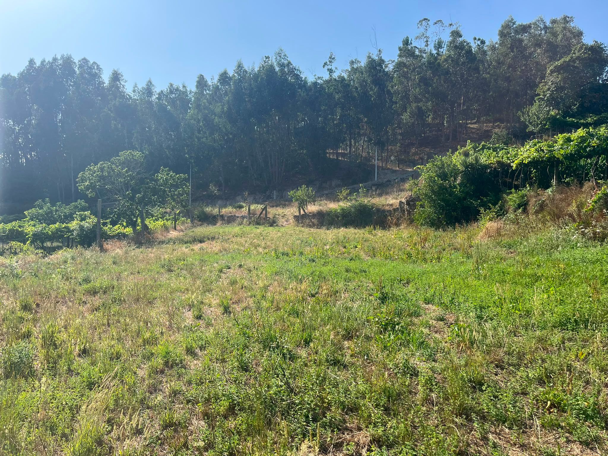 Terreno