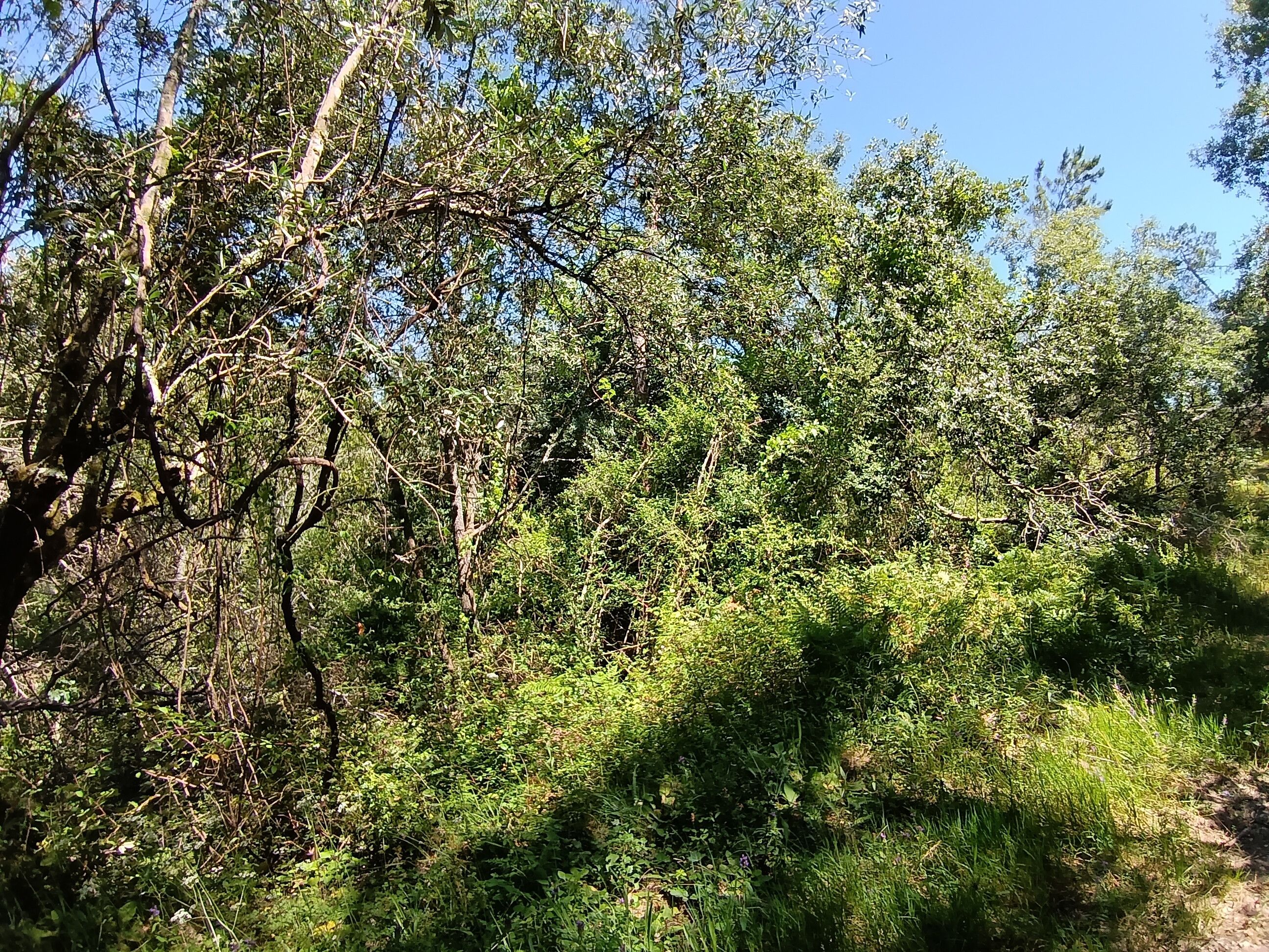 Terreno