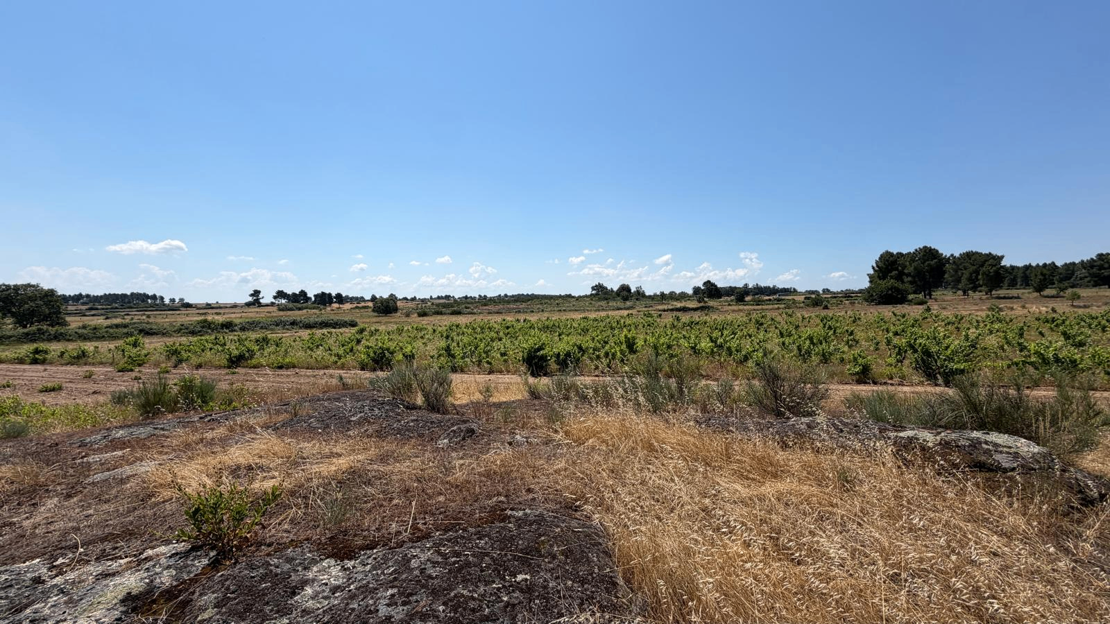Terreno