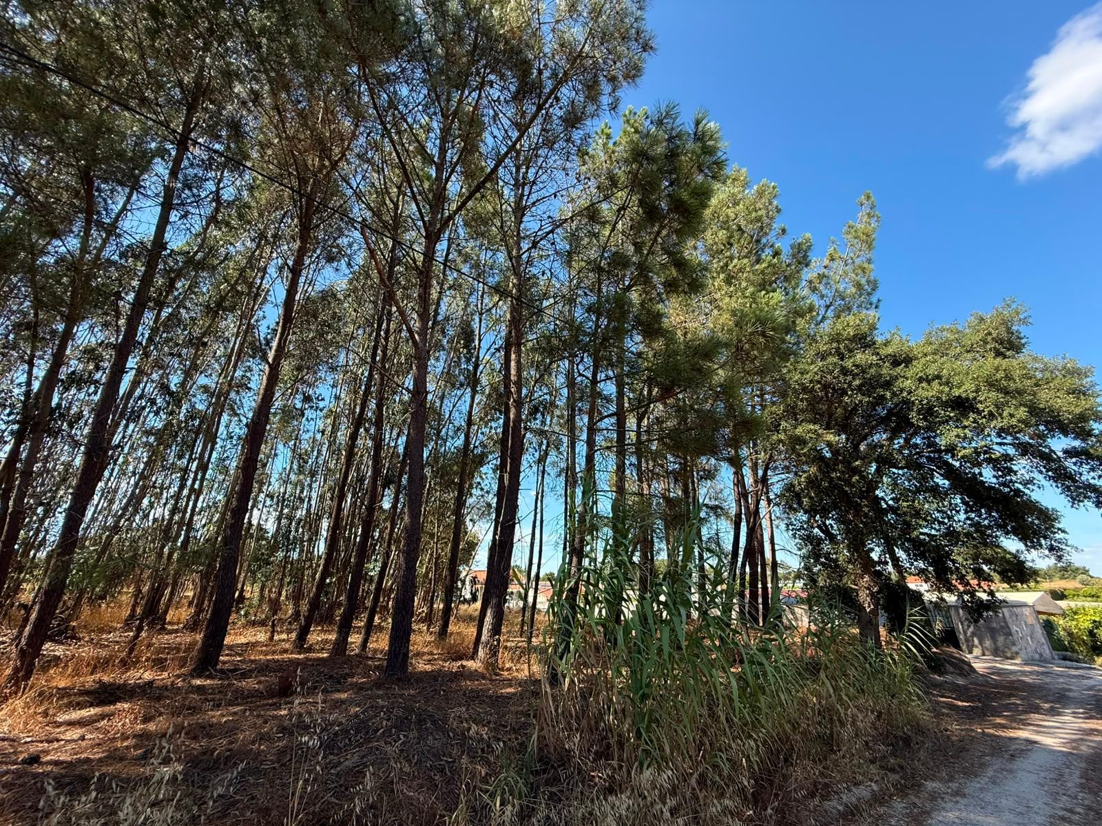 Terreno