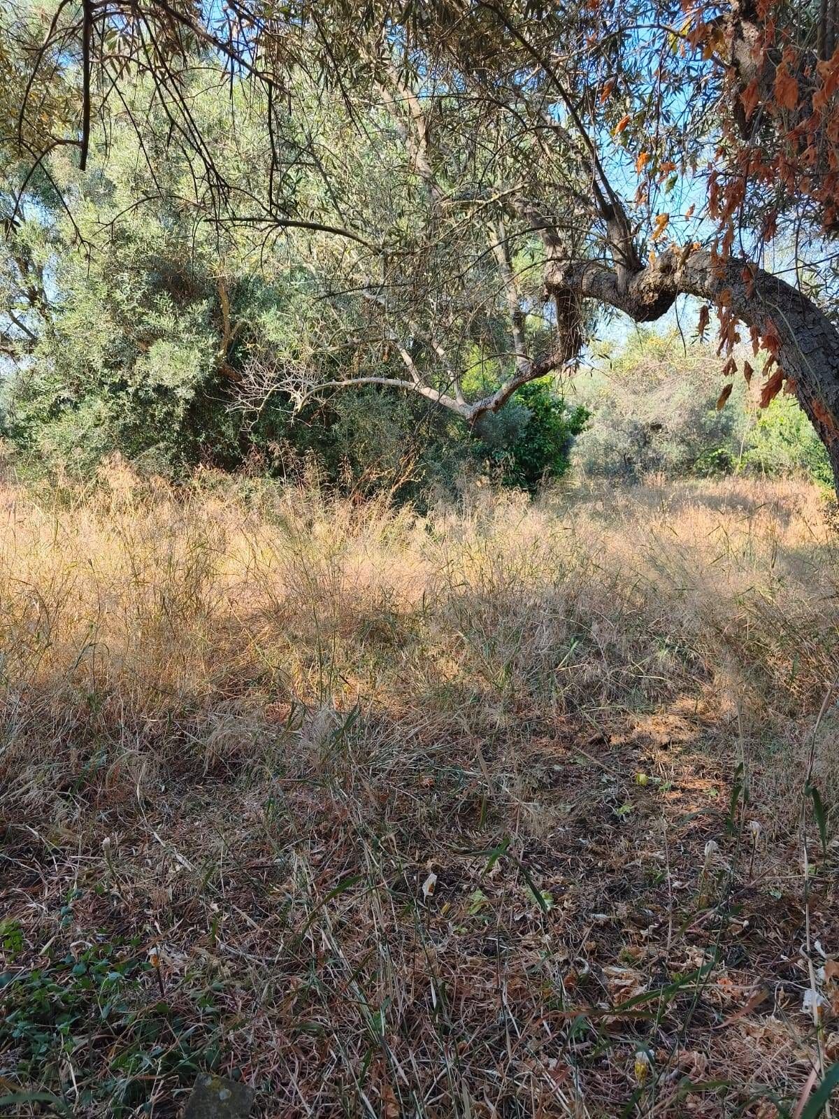 Terreno