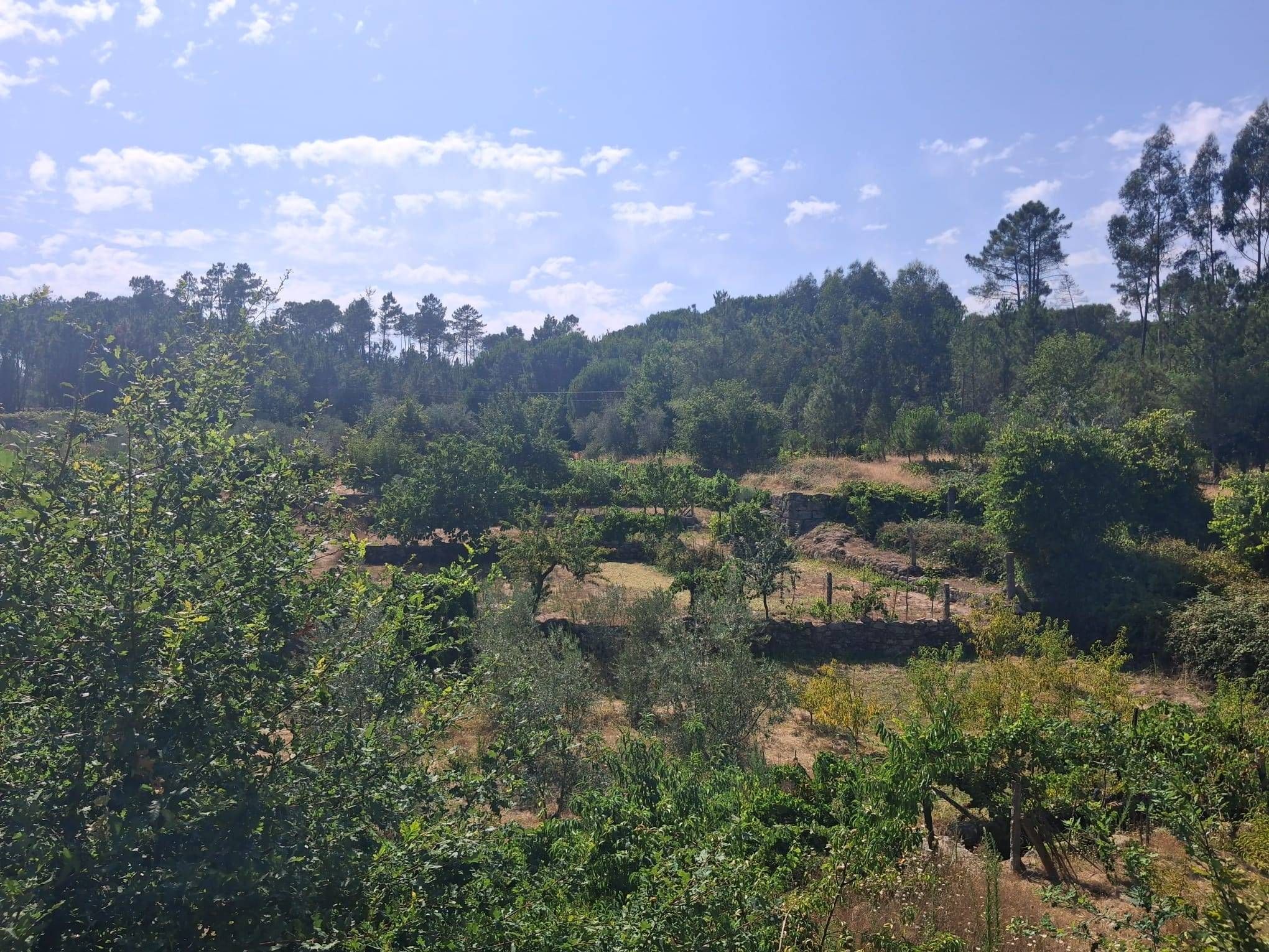 Terreno