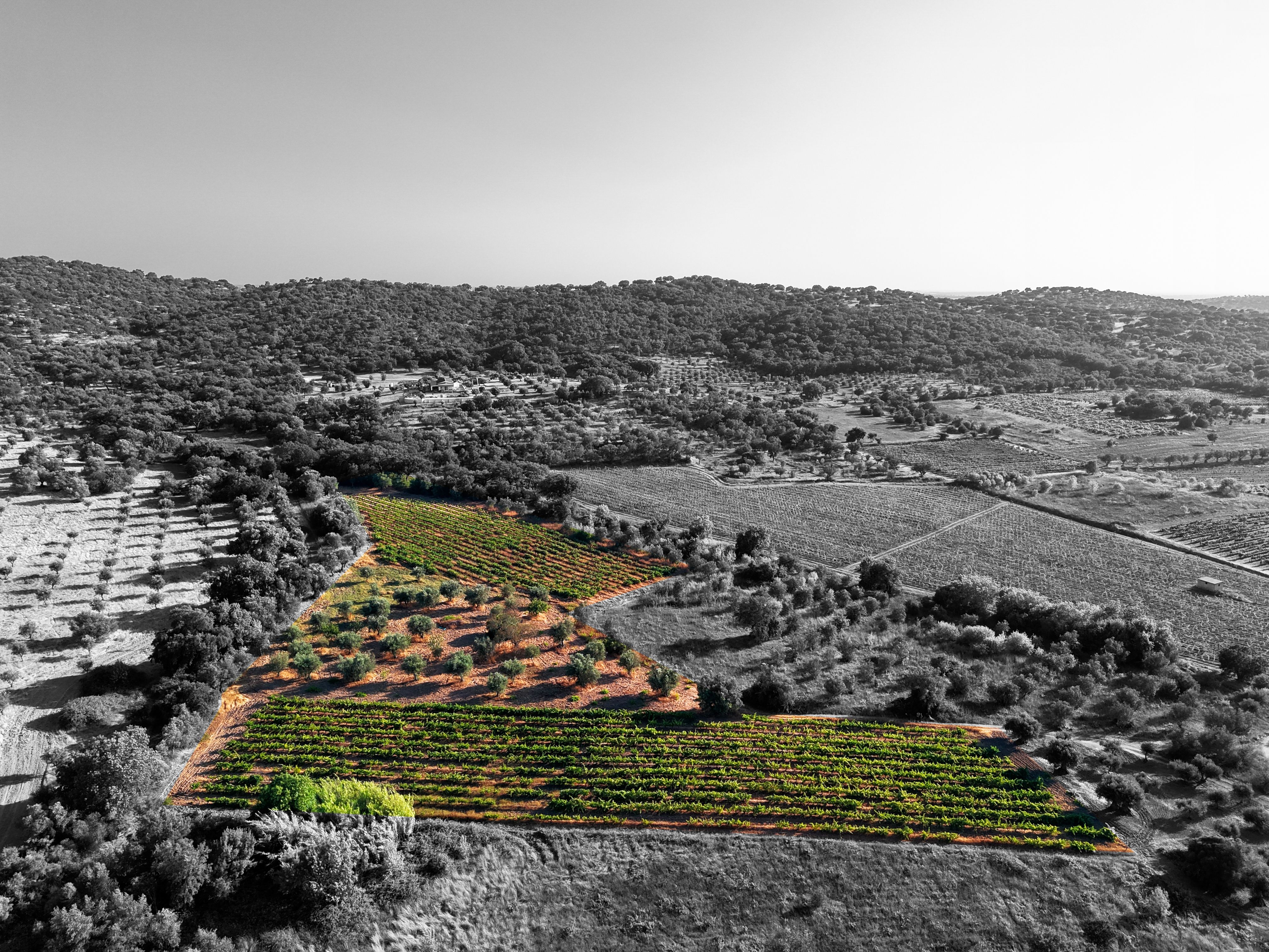 Terreno