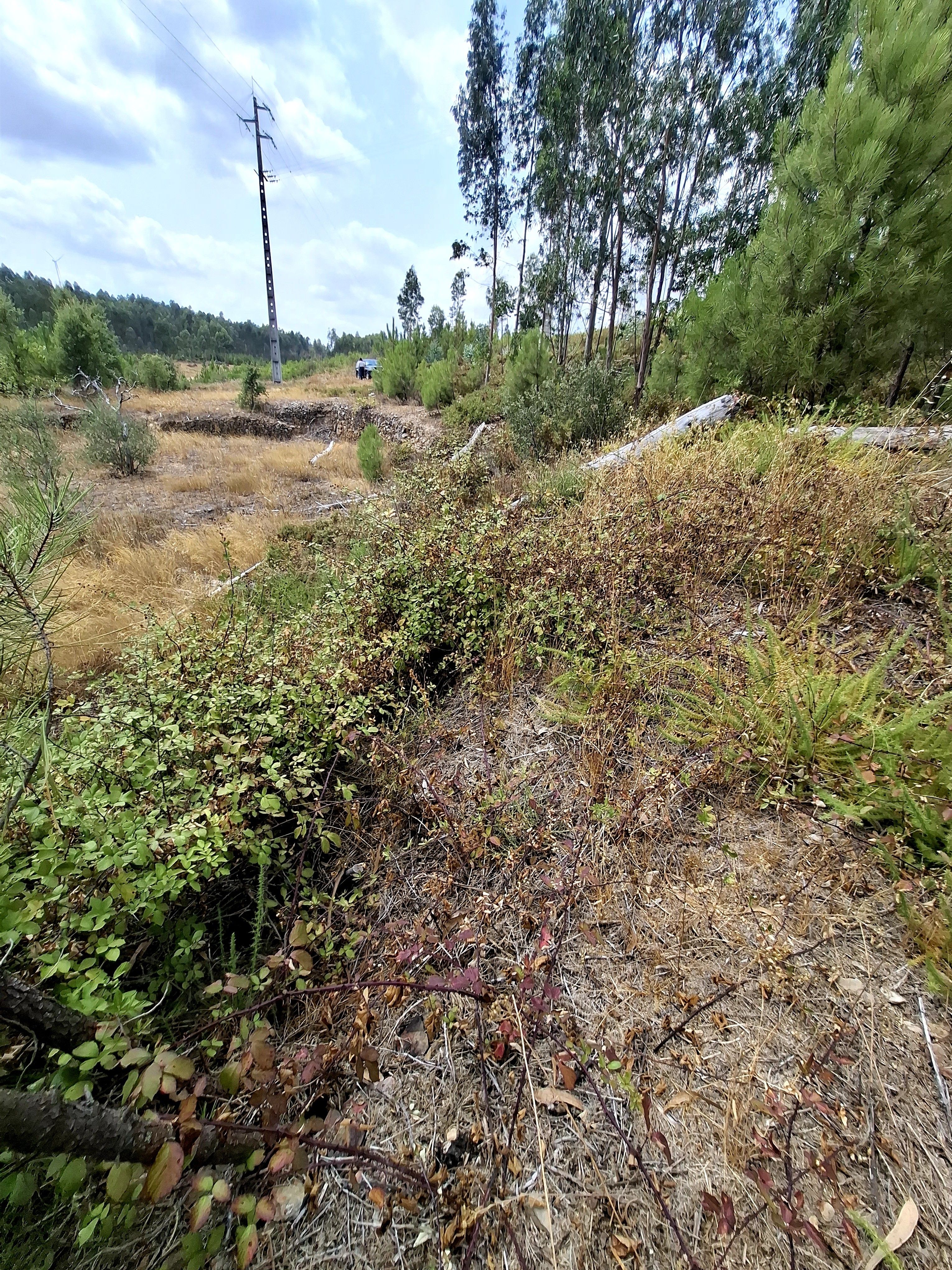 Terreno