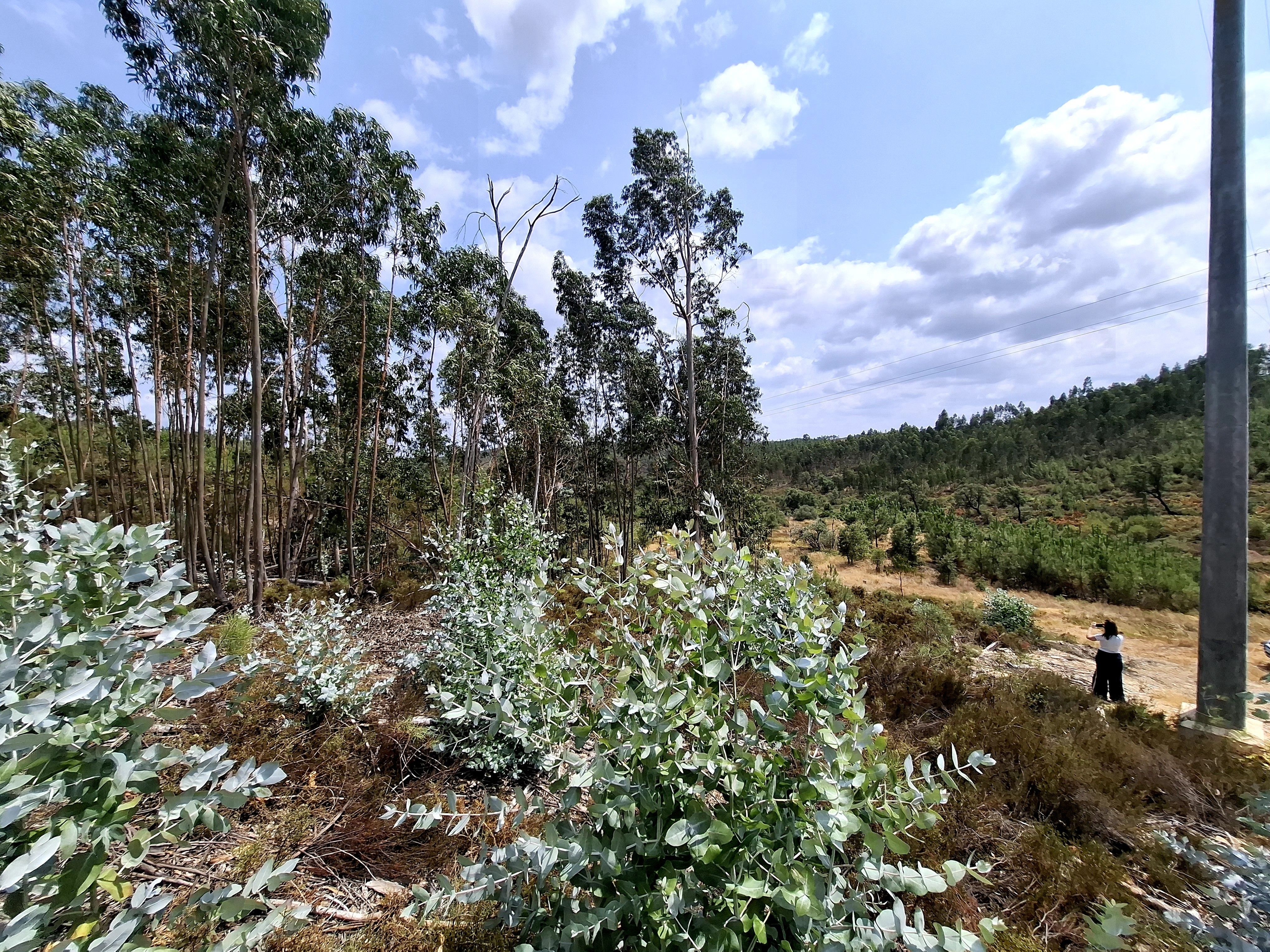 Terreno