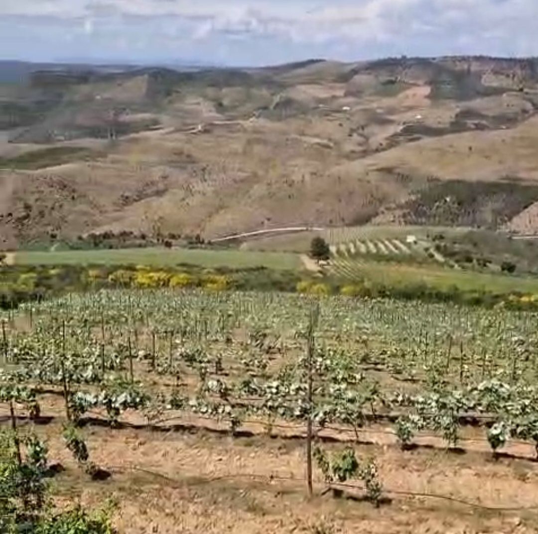 Terreno