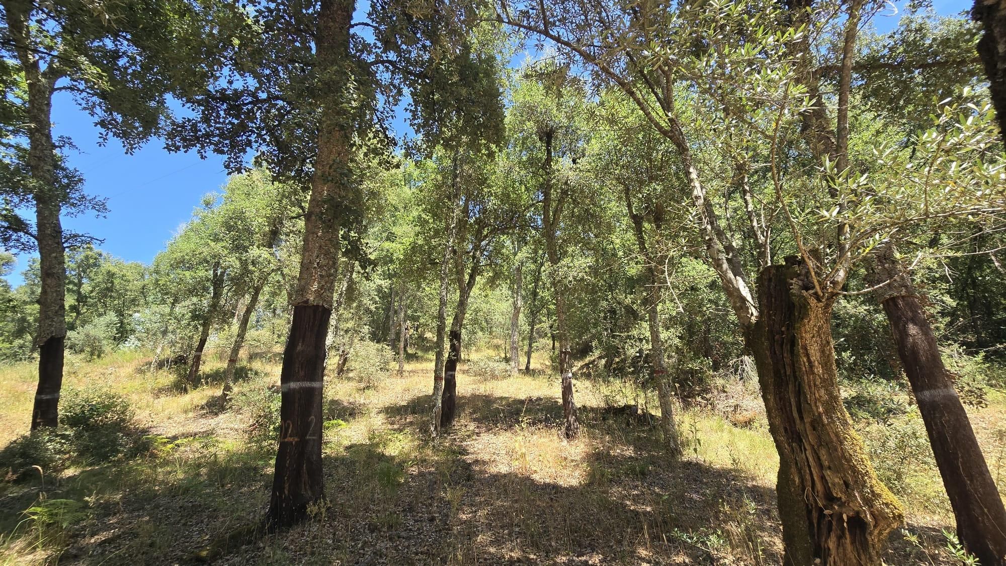 Terreno