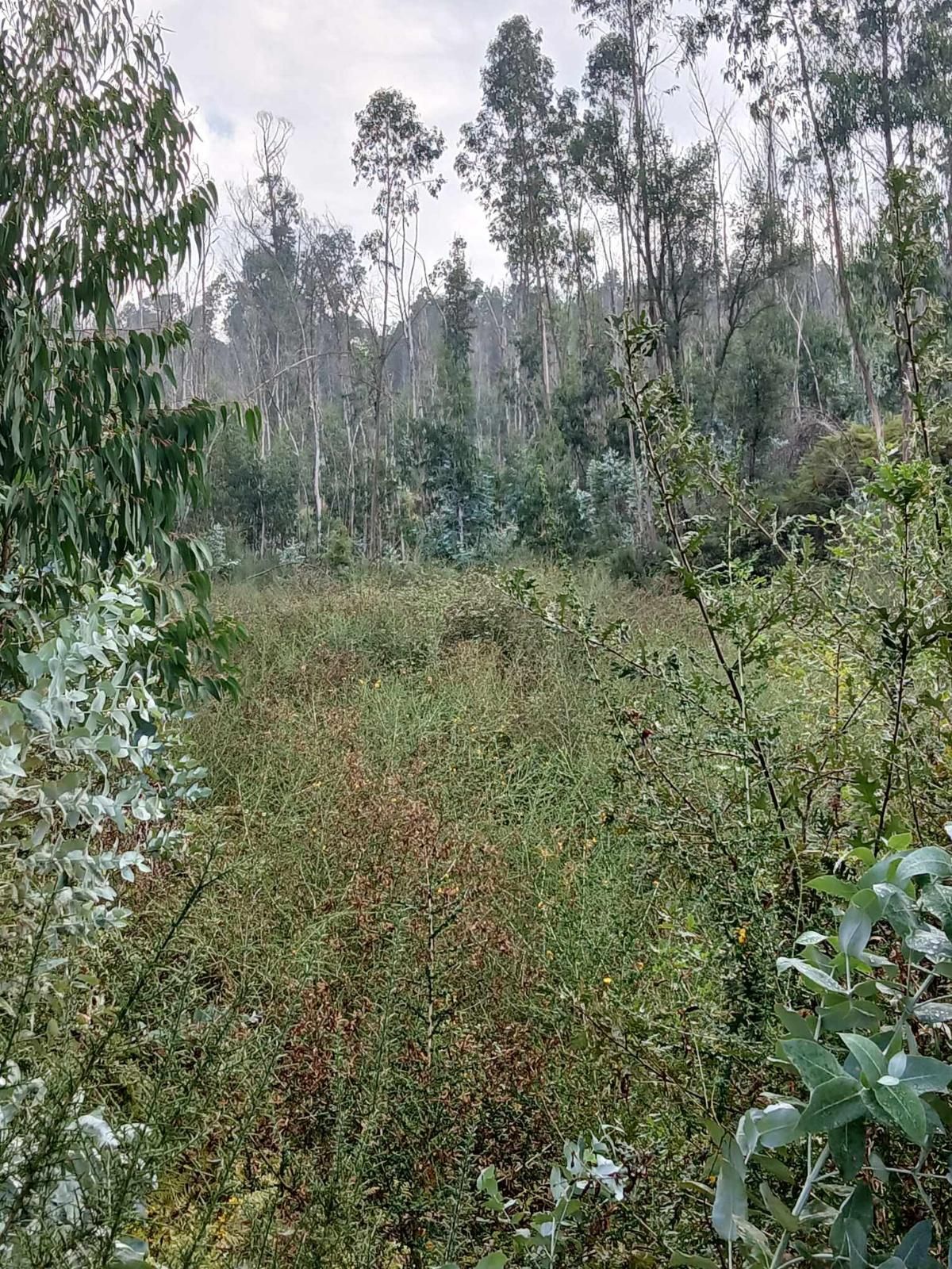 Terreno