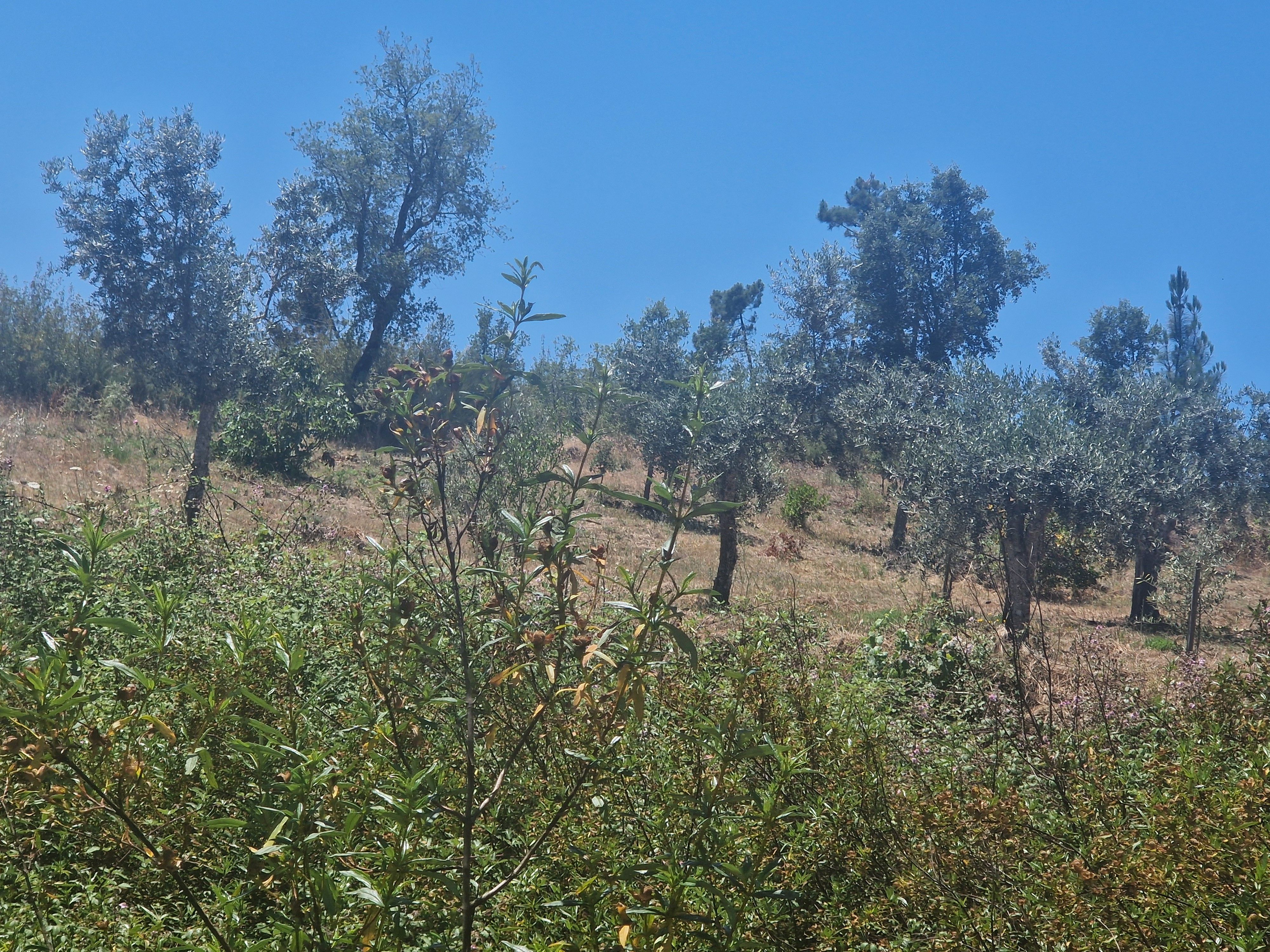 Terreno