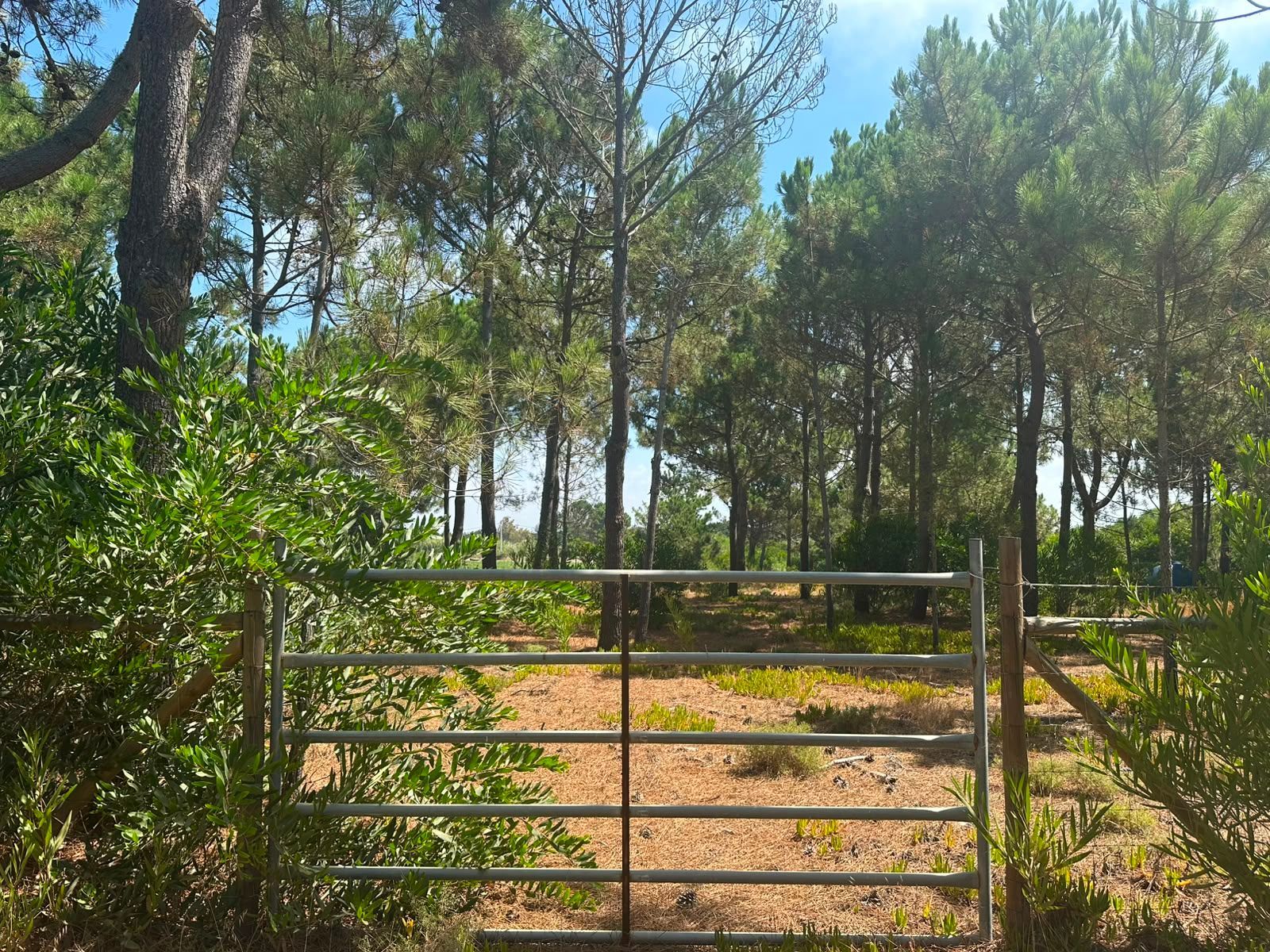Terreno