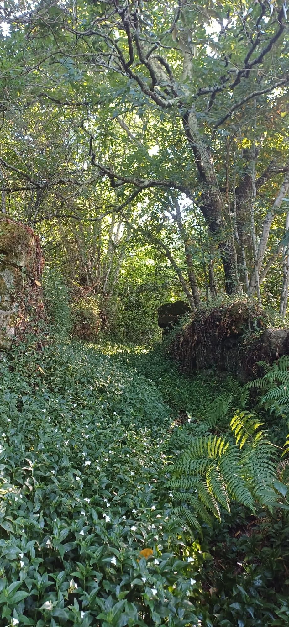 Terreno