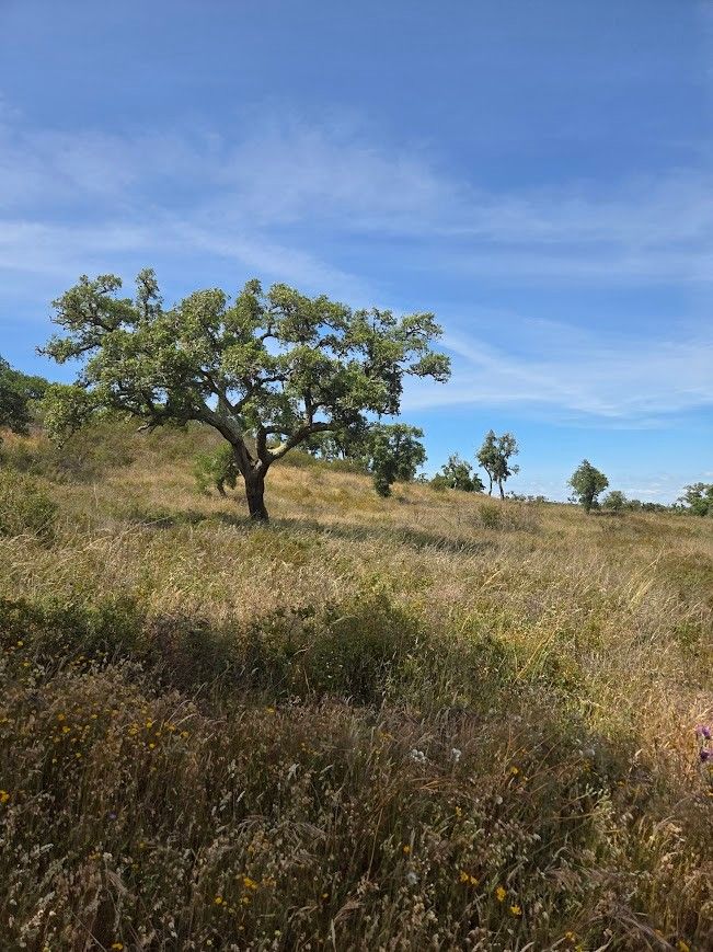 Terreno