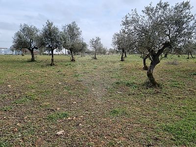 Terreno à venda em Matriz (Borba), Borba