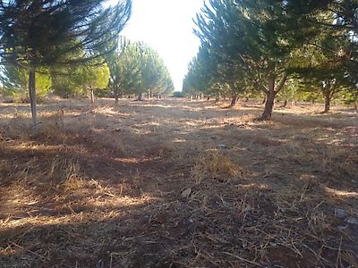 Terreno à venda em Almoster, Santarém