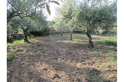 Venda Quinta Idanha-a-Nova - Bild 4