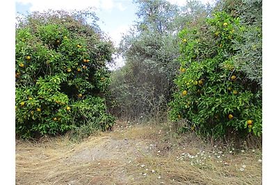 Quinta à venda em Castelo Branco, Castelo Branco