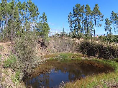 Quinta à venda em Santo André das Tojeiras, Castelo Branco