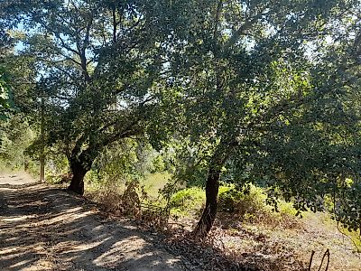 Terreno à venda em Olaia e Paço, Torres Novas