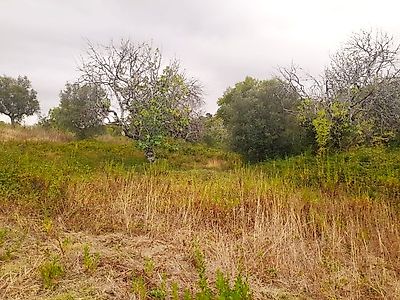 Terreno à venda em Torres Novas (Santa Maria, Salvador e Santiago), Torres Novas