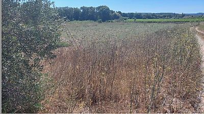 Terreno à venda em Olaia e Paço, Torres Novas