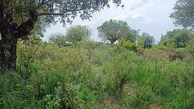 Terreno à venda em Torres Novas (São Pedro), Lapas e Ribeira Branca, Torres Novas