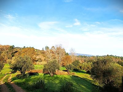 Terreno à venda em Brogueira, Parceiros de Igreja e Alcorochel, Torres Novas