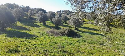Terreno à venda em Torres Novas (Santa Maria, Salvador e Santiago), Torres Novas