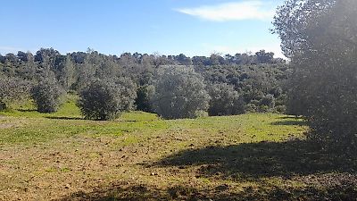 Terreno à venda em Casével e Vaqueiros, Santarém