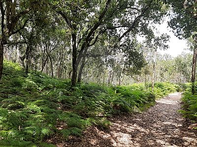 Terreno à venda em Venda do Pinheiro e Santo Estêvão das Galés, Mafra