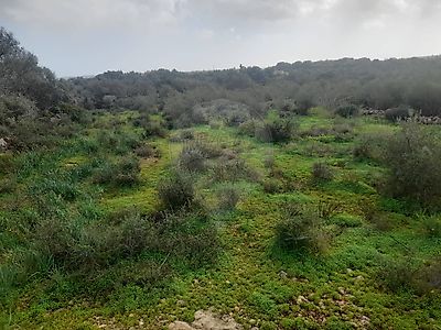 Land for sale in Silves, Silves