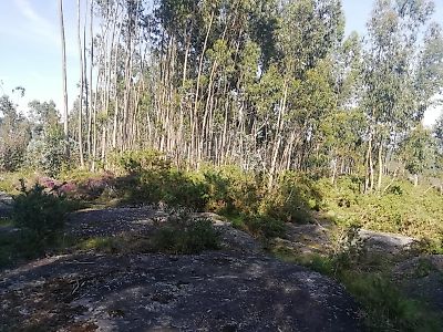Terreno à venda em Briteiros São Salvador e Briteiros Santa Leocádia, Guimarães