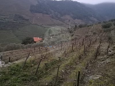 Terreno à venda em Covas do Douro, Sabrosa