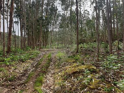Terreno à venda em Paço de Sousa, Penafiel