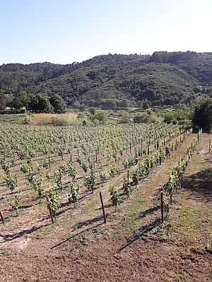 Terreno à venda em Gove, Baião