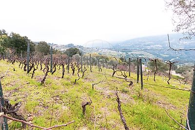 Quinta à venda em Santa Cruz do Douro e São Tomé de Covelas, Baião