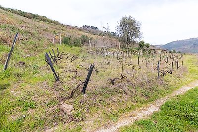 Terreno à venda em Santa Marinha do Zêzere, Baião