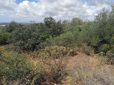 Terreno à venda em São Bartolomeu de Messines, Silves