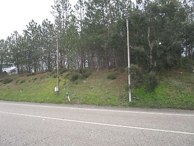 Terreno à venda em Chamusca e Pinheiro Grande, Chamusca