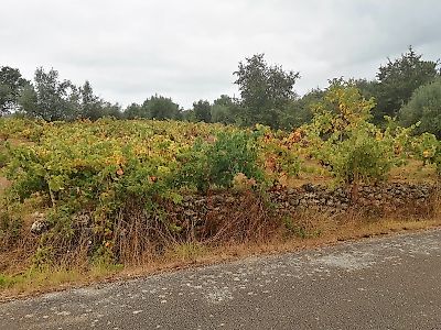Terreno à venda em Vila Cã, Pombal