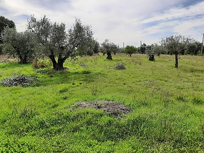 Terreno à venda em Pelariga, Pombal