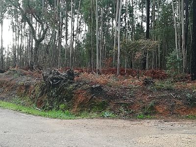 Terreno à venda em Ferreira do Zêzere, Ferreira do Zêzere