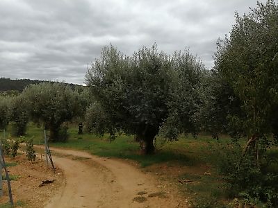 Terreno à venda em Pombal, Pombal