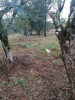 Terreno à venda em Colmeias e Memória, Leiria